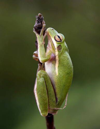 Frog. Квакша. Зеленая североамериканская Квакша