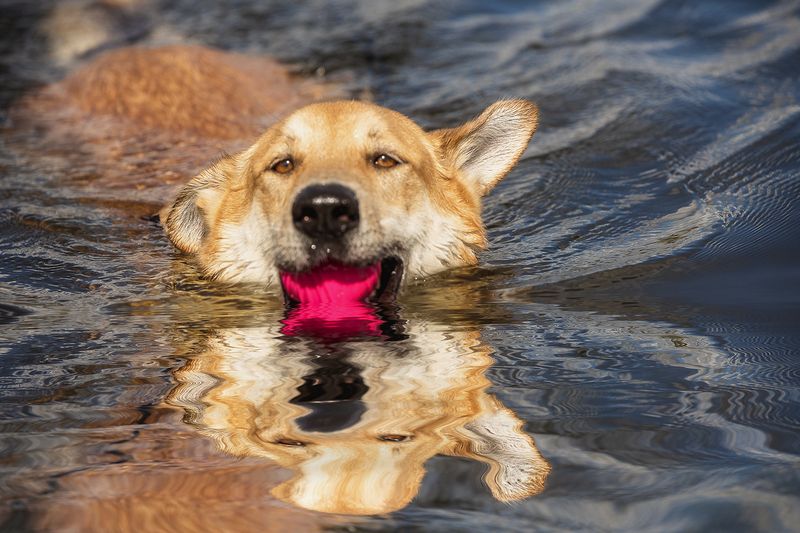 Наян фото превью