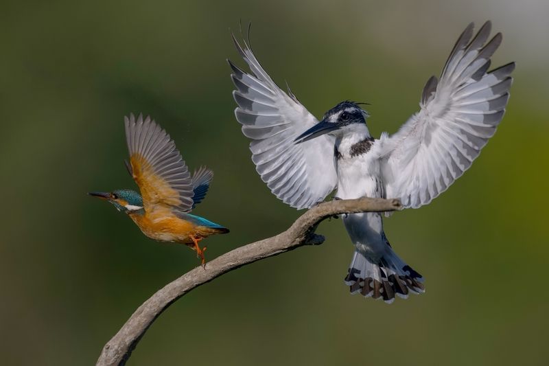 Two Kingfishers  фото превью