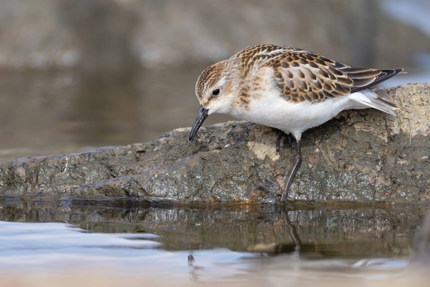кулик, кулик-воробей,, птицы, воробей, Ruslan Pl