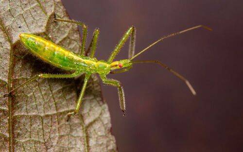 Zelus luridus nymph
