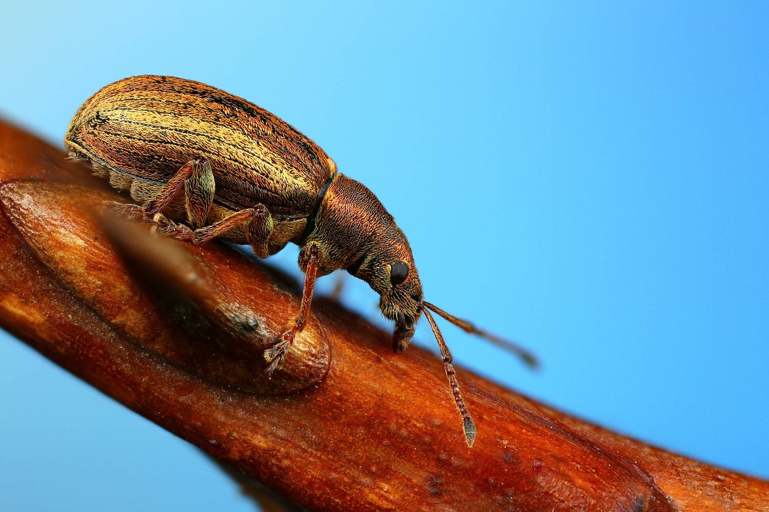 макро, природа, животное, растение, цвет, фото, синий, жук, Шаповалов Андрей