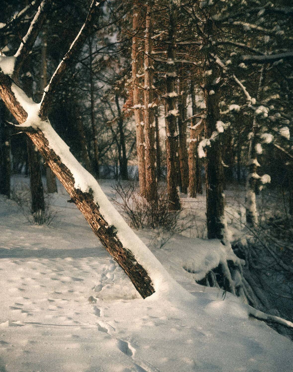 зима, лес, ночь, снег, следы, деревья, тишина, холод, природа, атмосфера, покой, зимний пейзаж, снегопад, луна, одиночество, мороз, тайга, свет, красота природы, Oleg Suhenko