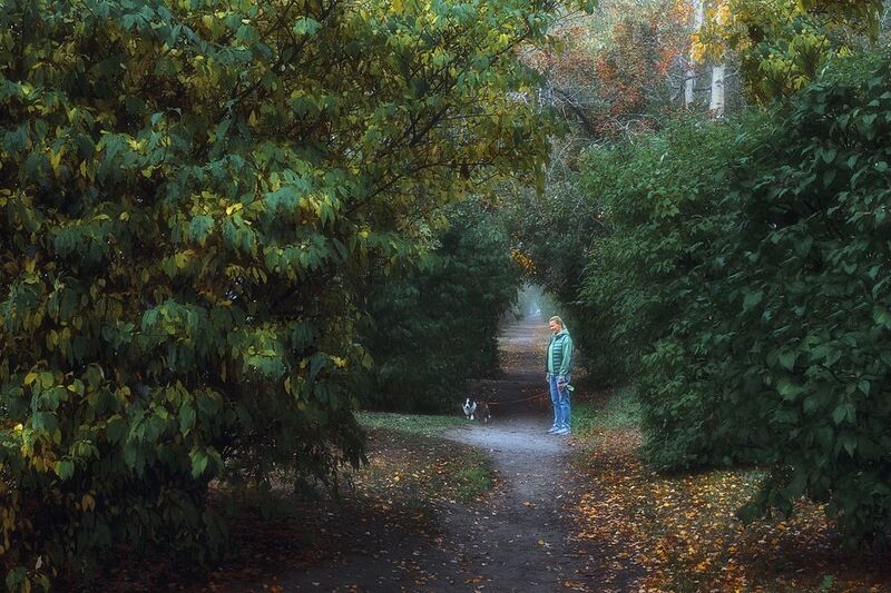 осень сентябрь утро аллея прогулка деревья кусты листья дорожка Ранним утром в городской аллее фото превью
