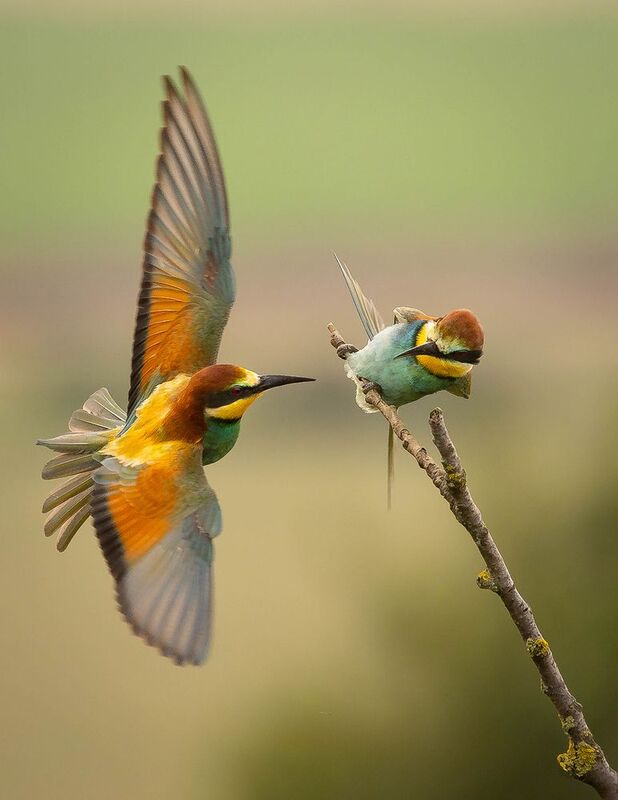 Bee-eater фото превью
