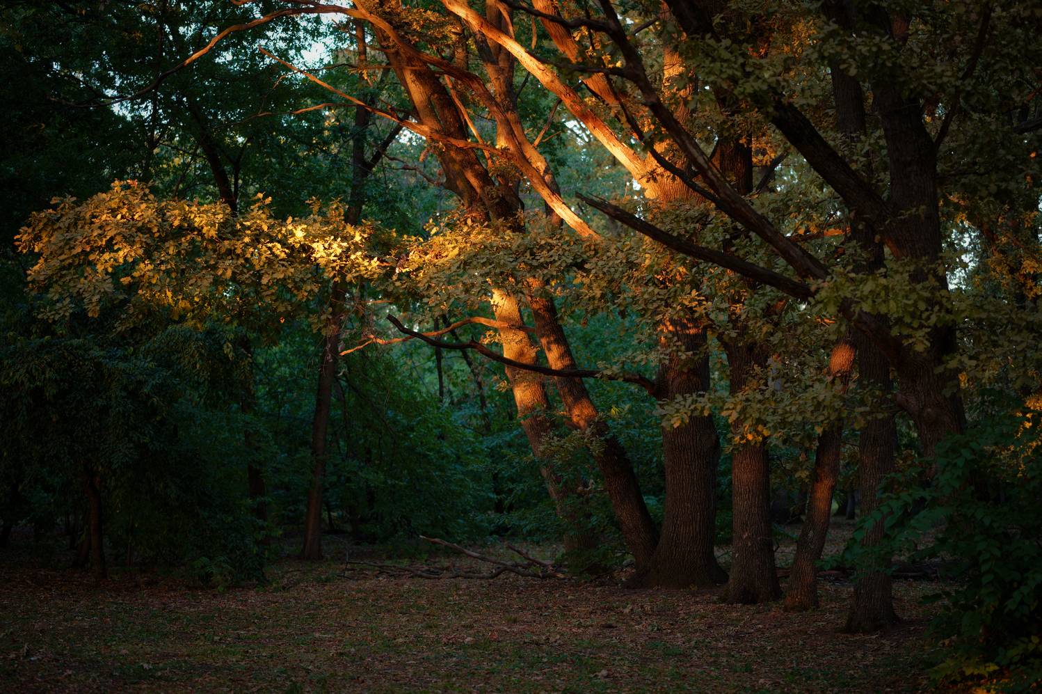, Сергей Тихомиров