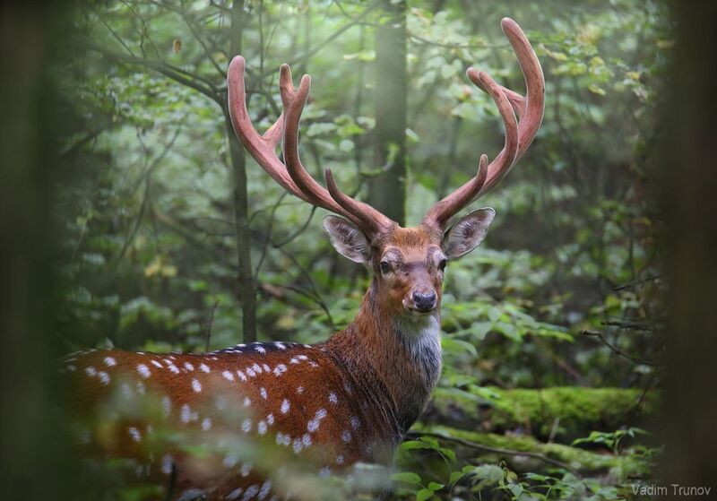 олень, пятнистый олень Пятнистый олень фото превью