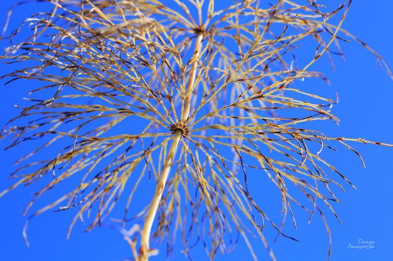 хвощ, реликтовое растение, тонкие ветви Ажурный зонтик осени. фото превью