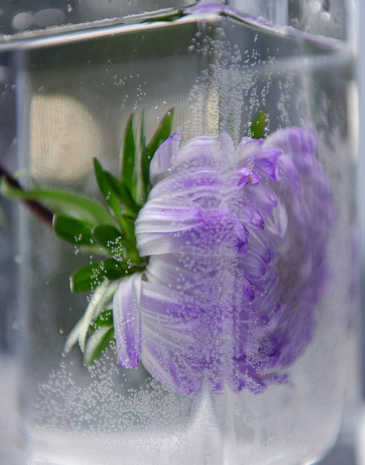 , Божена Пучко