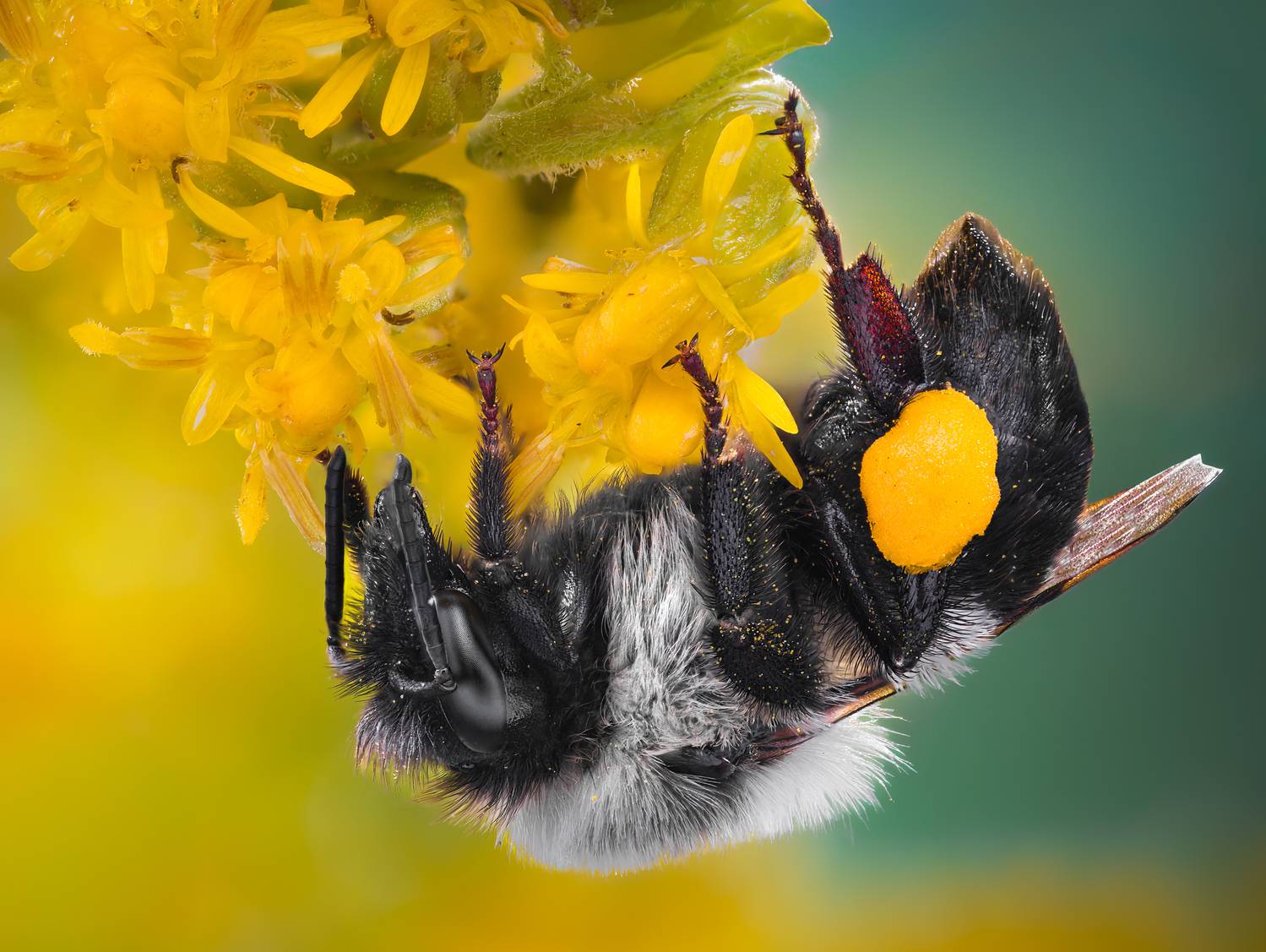 bee, bumblebee, insect, fall, autumn, stink bug, macro, leaves, season, seasons, camouflage, camouflaged, flower, floral, pink, Atul Saluja