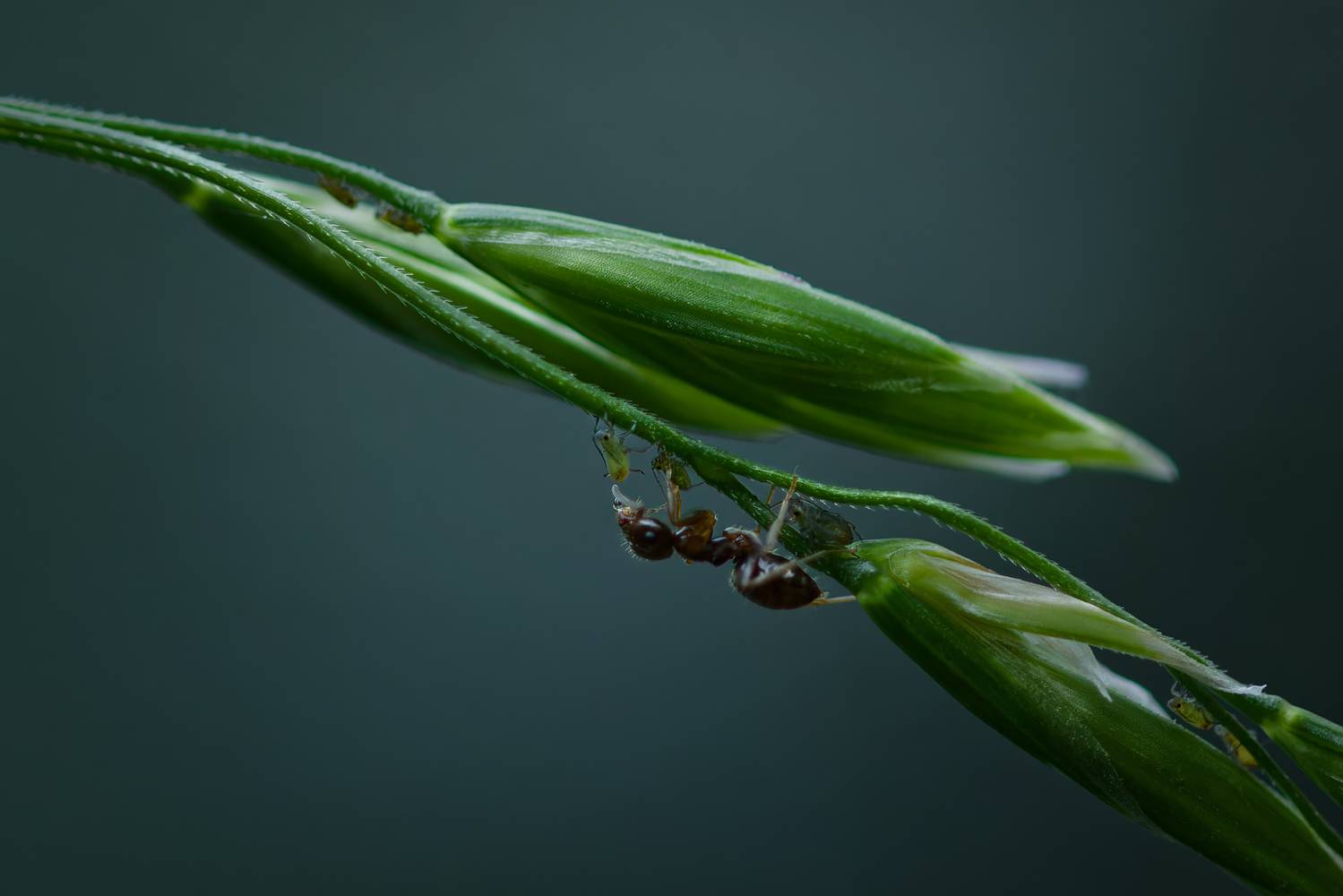 макро, муравей, ant, macro, Хилько Марина