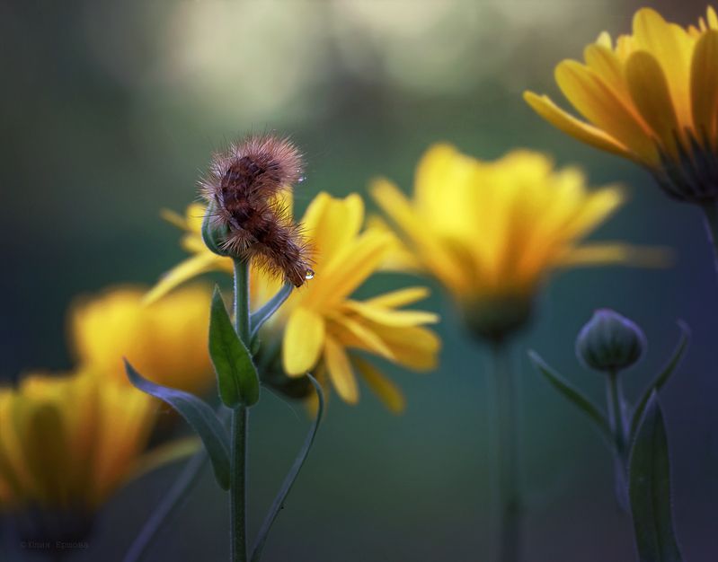 гусеница, ноготки, макро, macro Гуся и ноготки фото превью