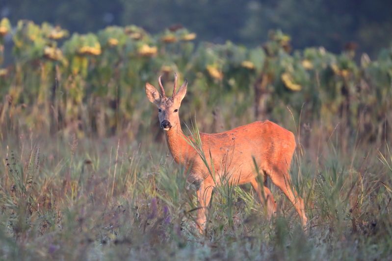 природа, природа самарской области, подсолнухи, животные, звери, анималистика,фотоохота, косуля Подсолнухи созрели фото превью