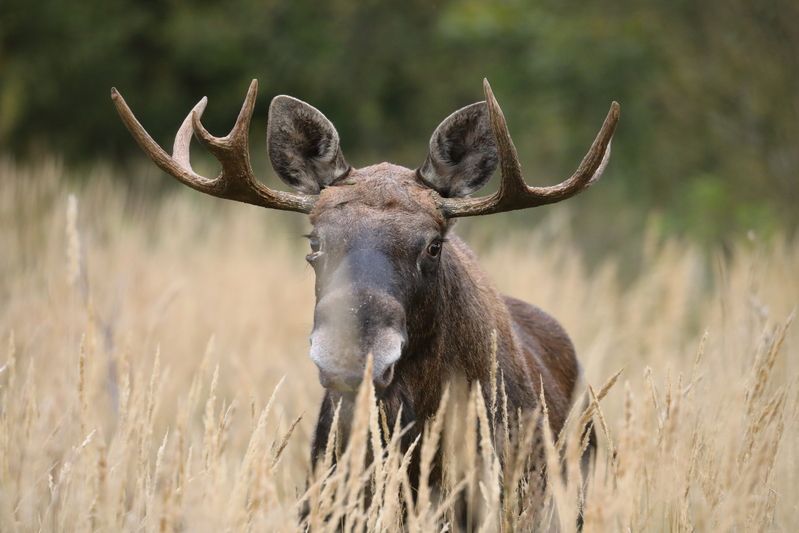природа, природа самарской области, анималистика, фотоохота, животные, звери, лось Ну, здравствуй!.. фото превью