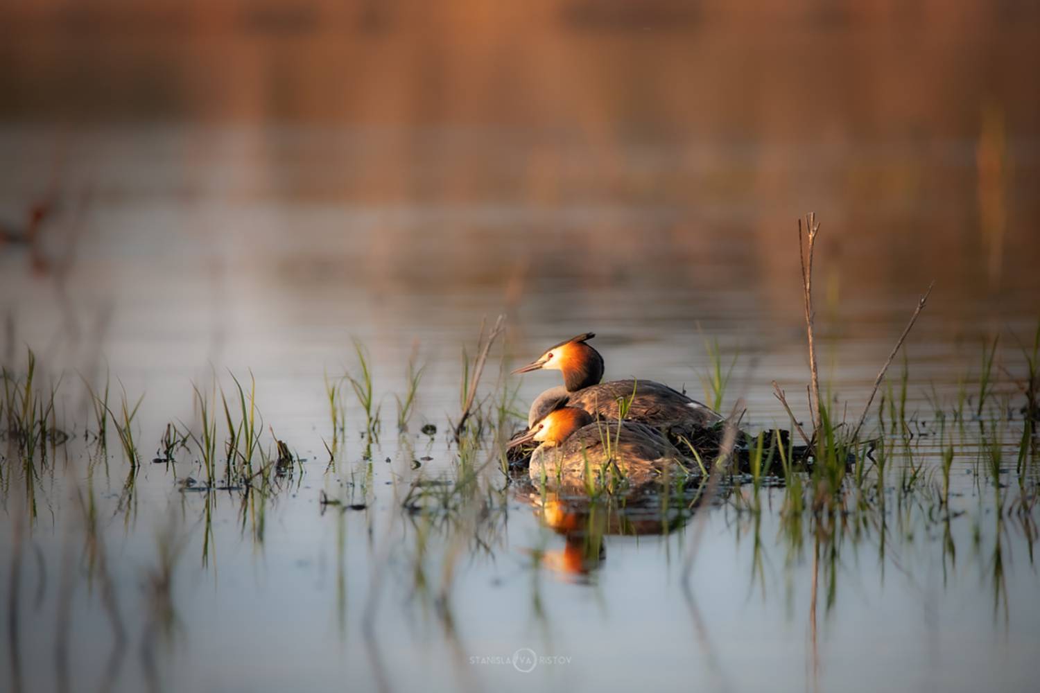 , Станислав Аристов