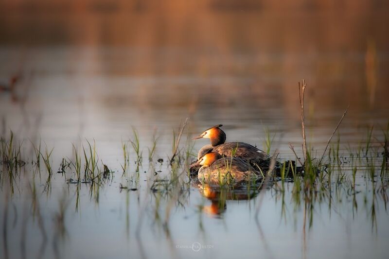 Чомги фото превью