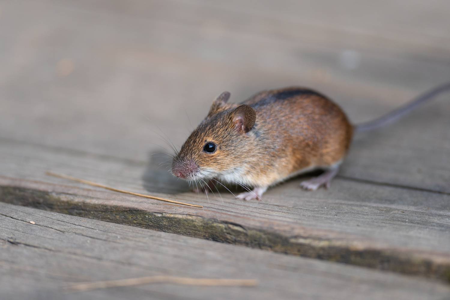 мышь, мышка, полевая мышь, лес, природа, фотоохота, Воронов Денис