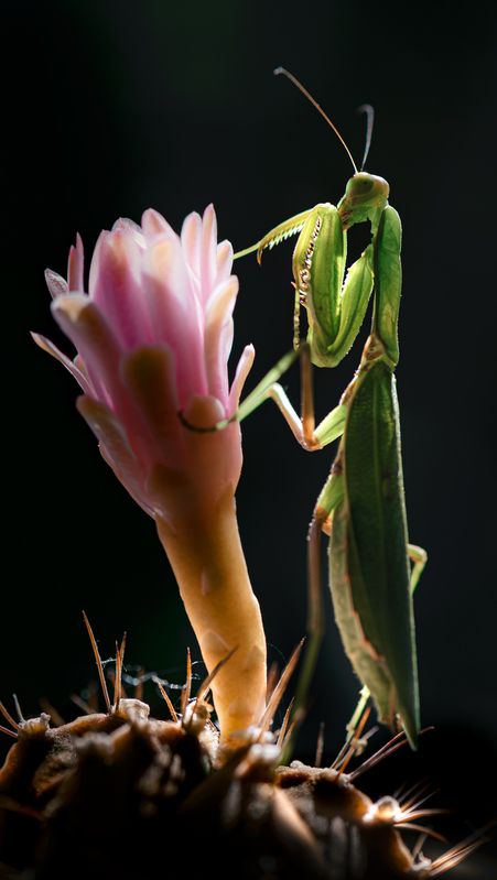 Libertango фото превью