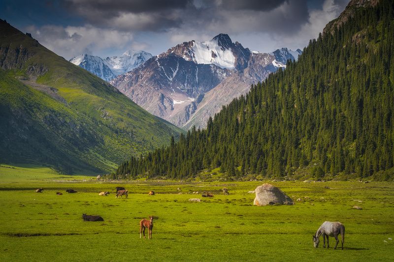 Пейзаж с лошадками фото превью