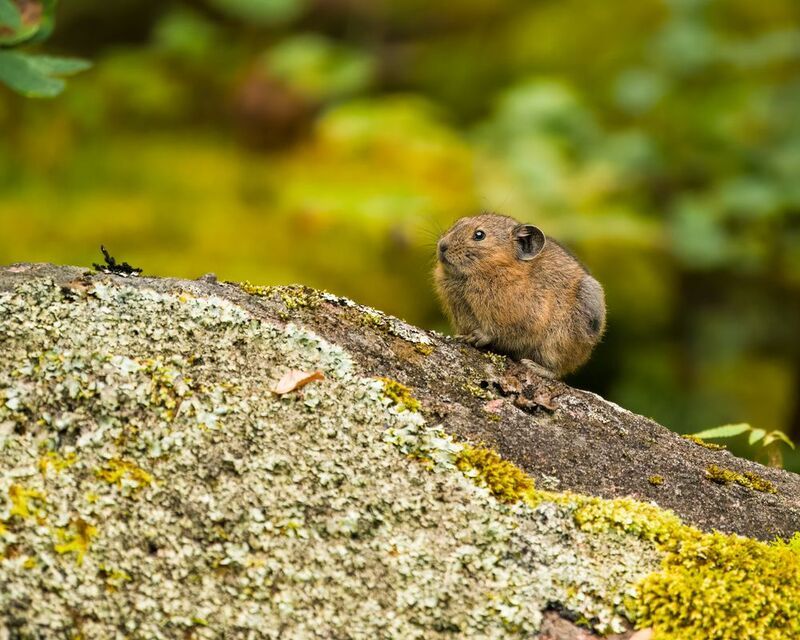 пищуха, северная пищуха, анималистика, красноярские столбы, животные сибири Северная пищуха. Национальный парк Красноярские Столбы. фото превью