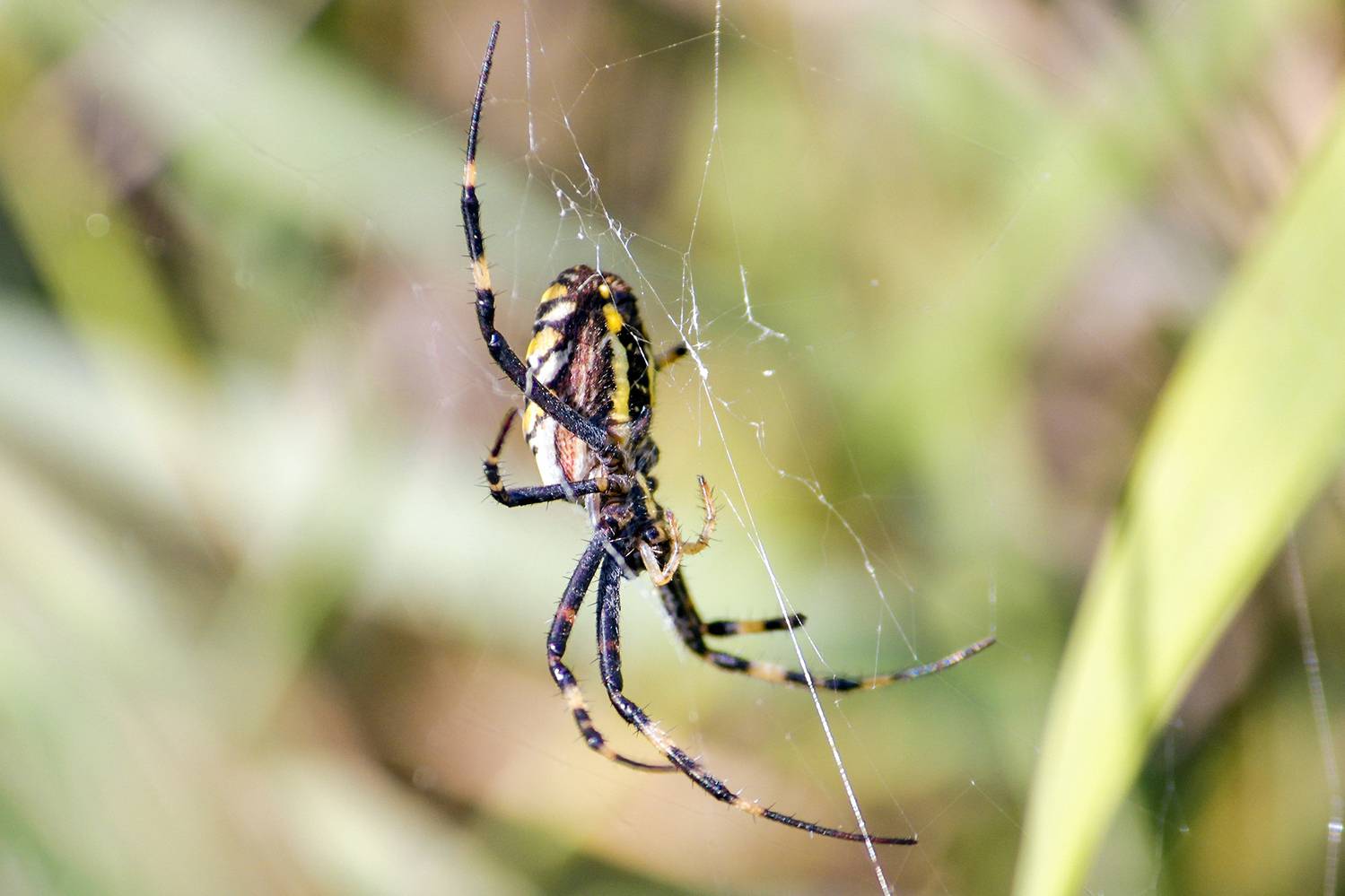 паук, аргиопа брюнниха, паук-оса, argiope bruennichi, КарОл