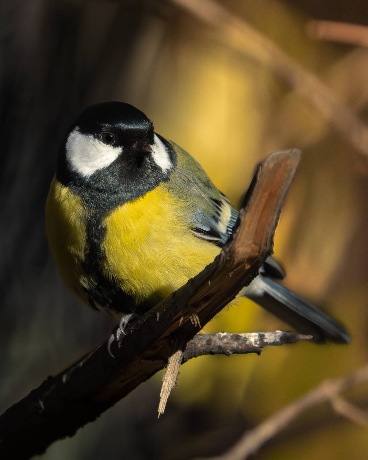 , Андрей Иванов