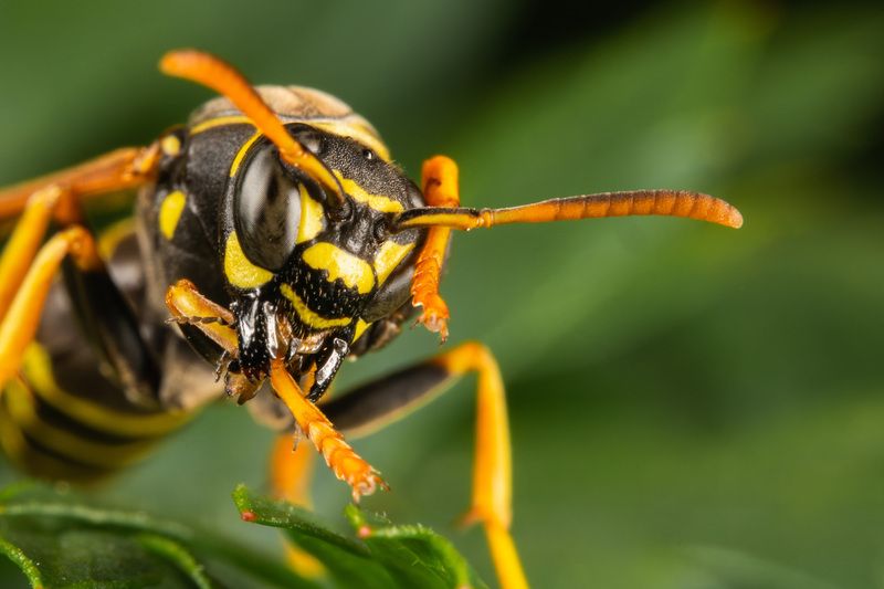 Polistes nimpha фото превью