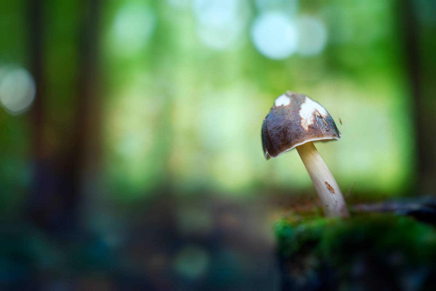 гриб, Валерий Вождаев