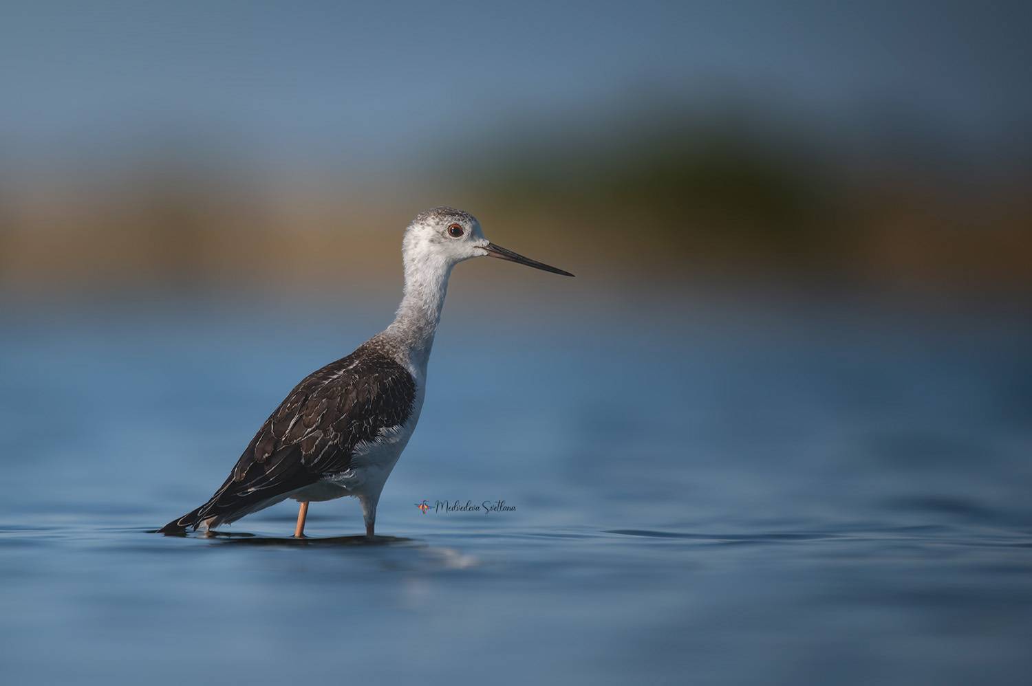 фотоохота, птица, кулики, осень, птицы, ходулочник, Медведева Светлана