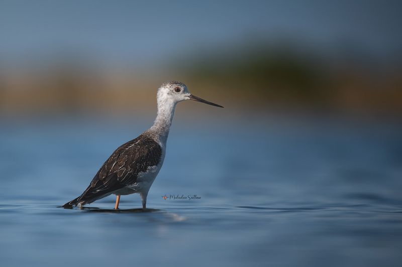 фотоохота, птица, кулики, осень, птицы, ходулочник Ходулкин. фото превью