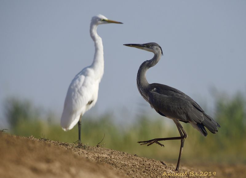 Белое и Серое фото превью