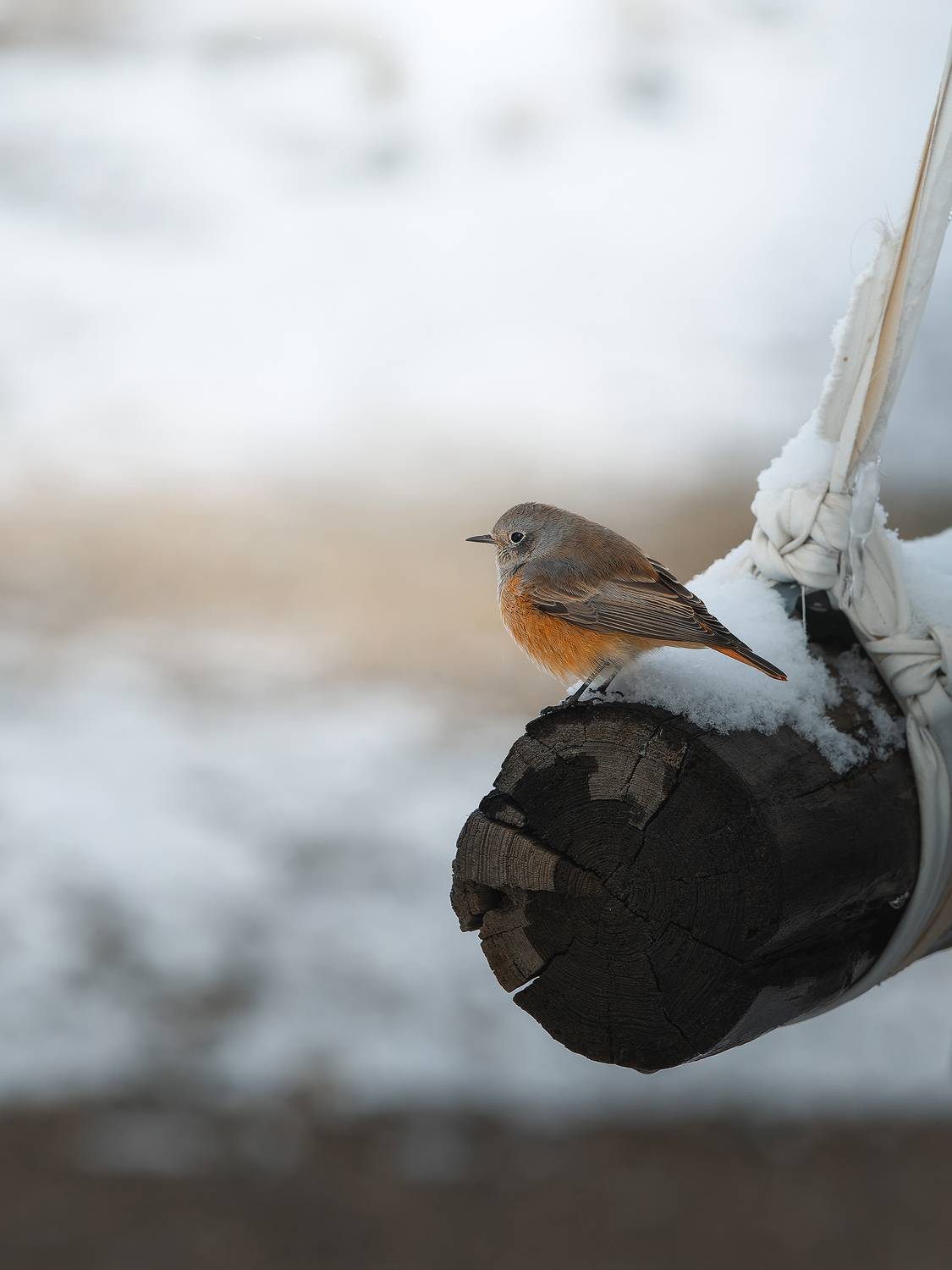 , Мозжухин Максим