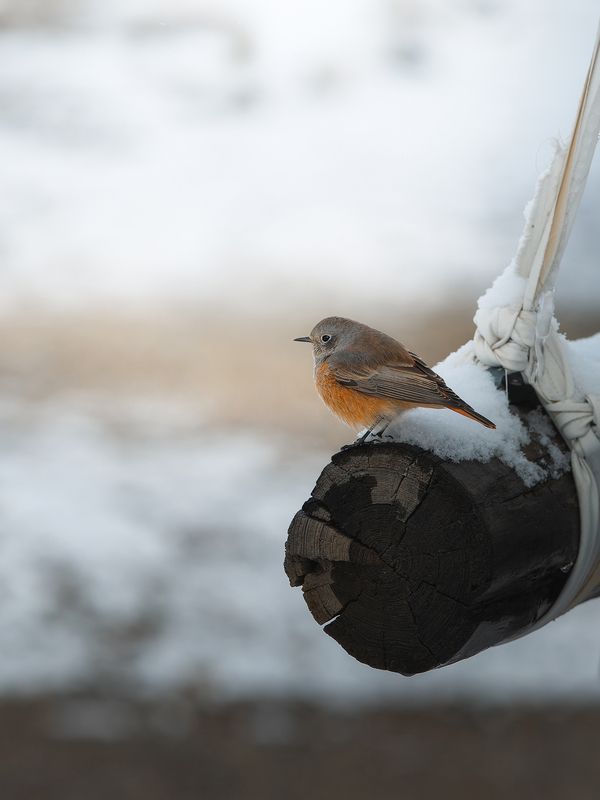 Обычная горихвостка... но алтайская :) фото превью
