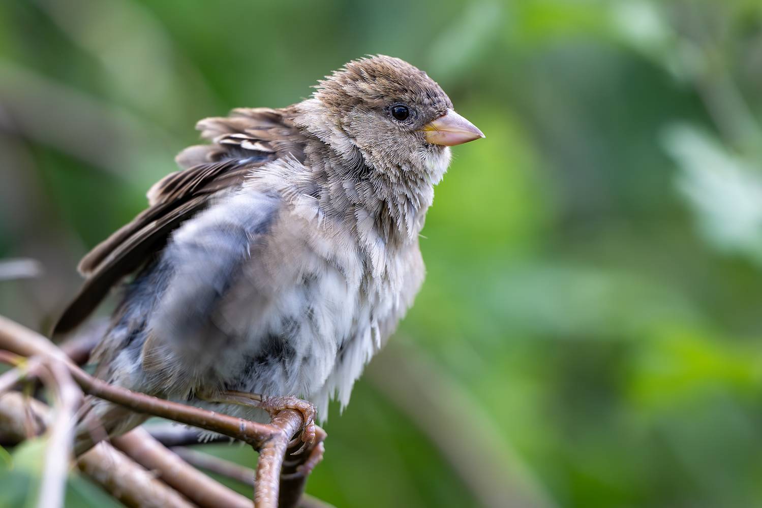 , Молодкин Дмитрий