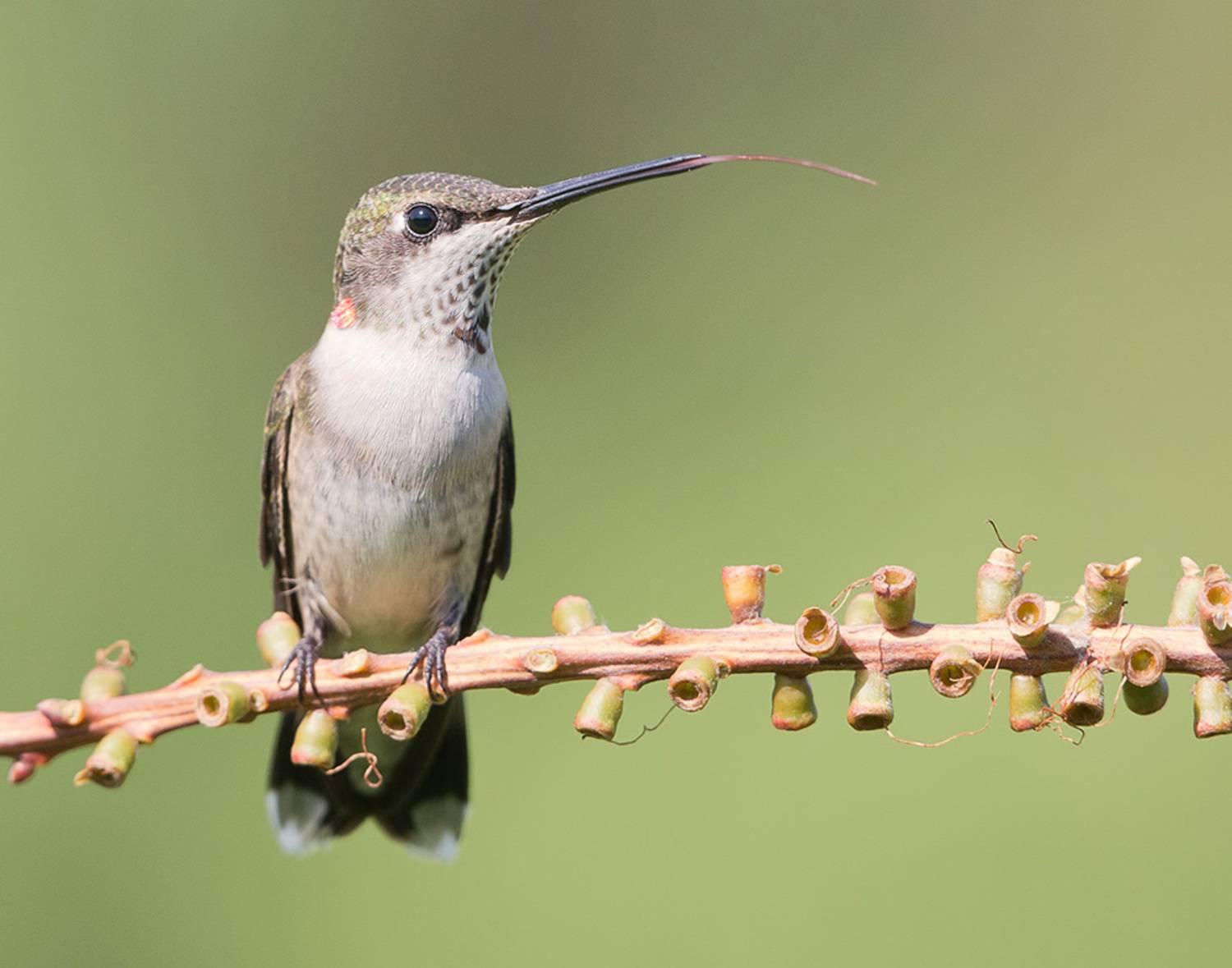 колибри,ruby-throated hummingbird, hummingbird, Etkind Elizabeth