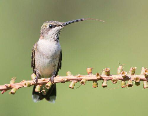 Hummingbird with tongue -Колибри с язычком