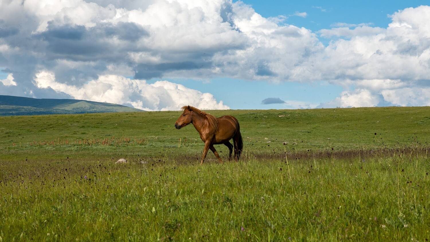 монголия, горы, лето, облака, лошадь, жеребец, молодой, Юрий Мальцев