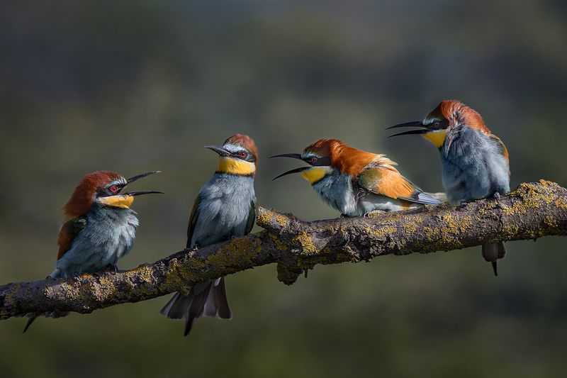 Я не с ними! фото превью