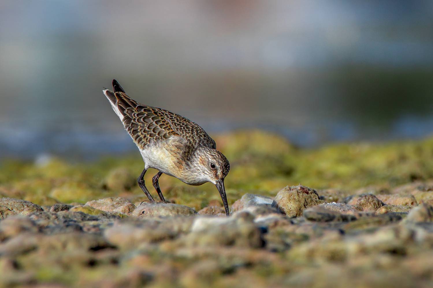 , Людмила Ожиганова