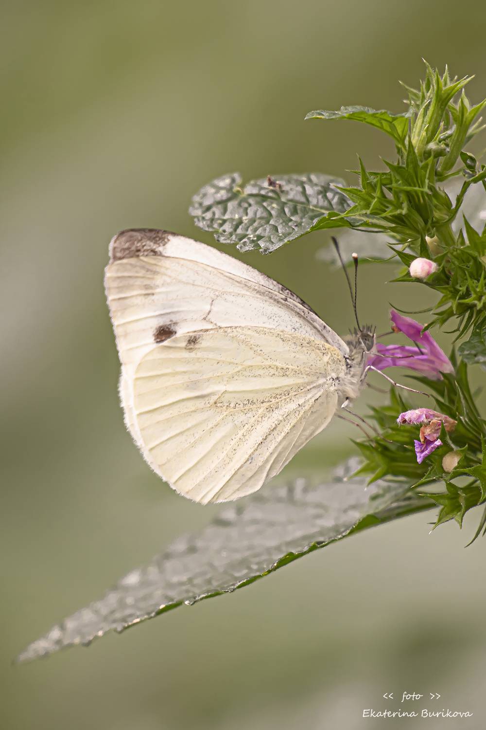 , Бурикова Екатерина