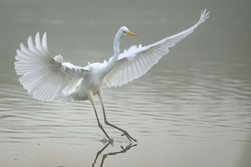 Белая цапля фото превью