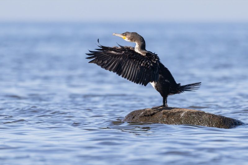баклан, финский залив, птицы  фото превью