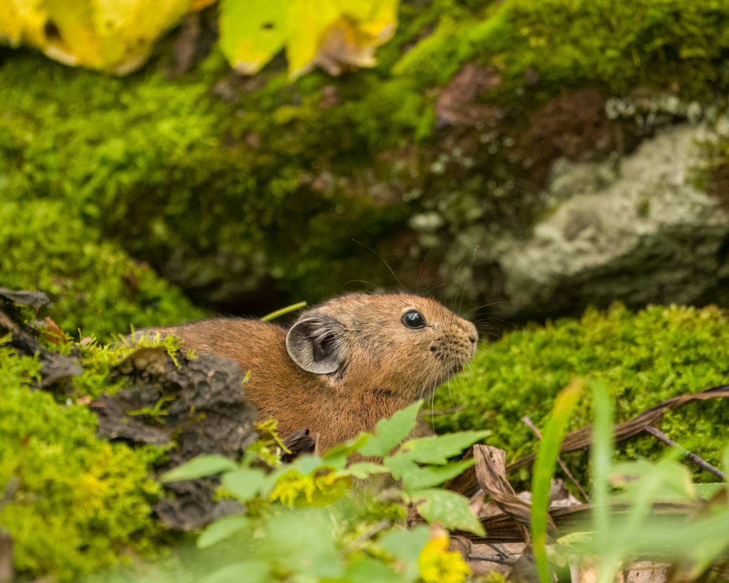 пищуха, северная пищуха, анималистика, красноярские столбы, животные сибири, Екатерина Дубровская