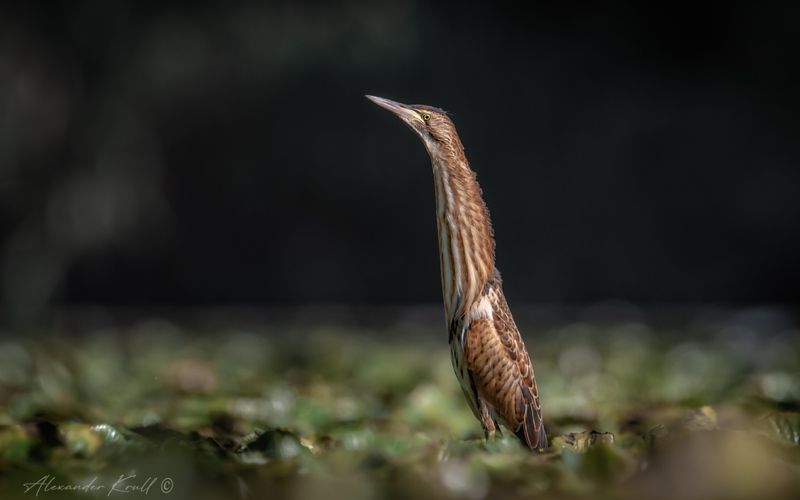 выпь, малая выпь, волчок, ixobrychus minutus Поднять перископ! фото превью