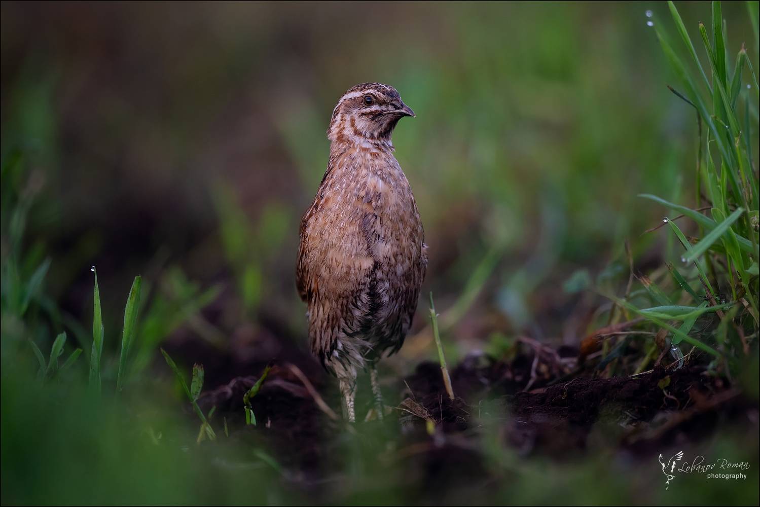 , Лобанов Роман