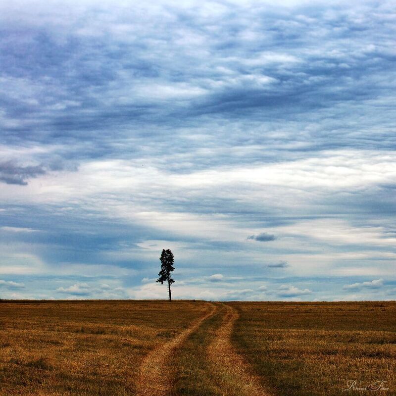«Трава ищет на земле толпы себе подобных; дерево ищет на небе свое одиночество.» (Рабиндранат Тагор) фото превью