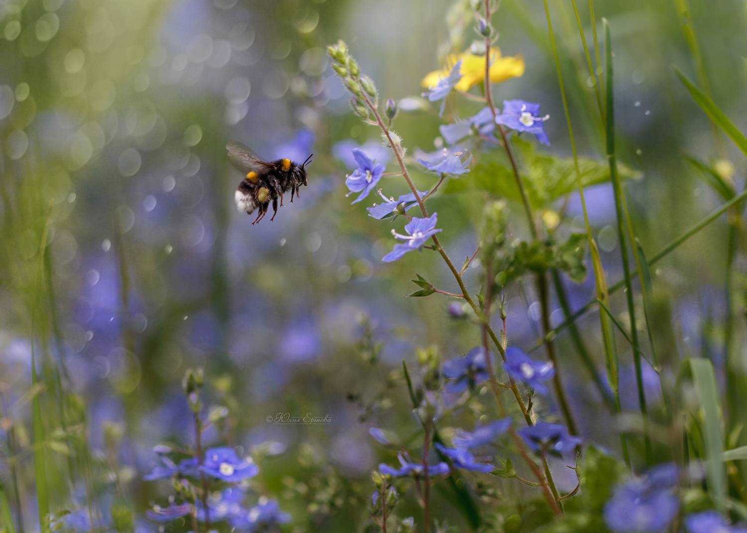 шмель, Ершова Юлия