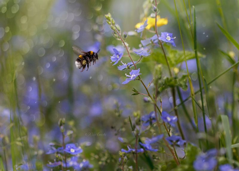 шмель Жжжжж фото превью