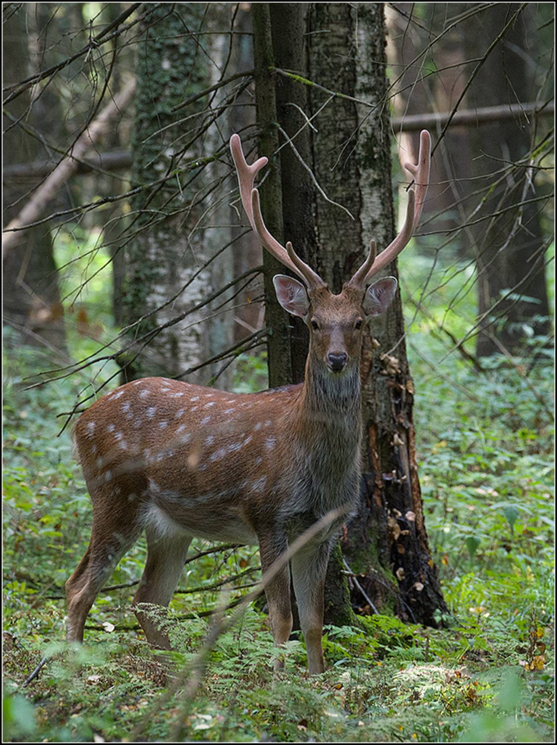 москва, сентябрь, парк, пятнистый олень, АНАТОЛИЙ ДОВЫДЕНКО