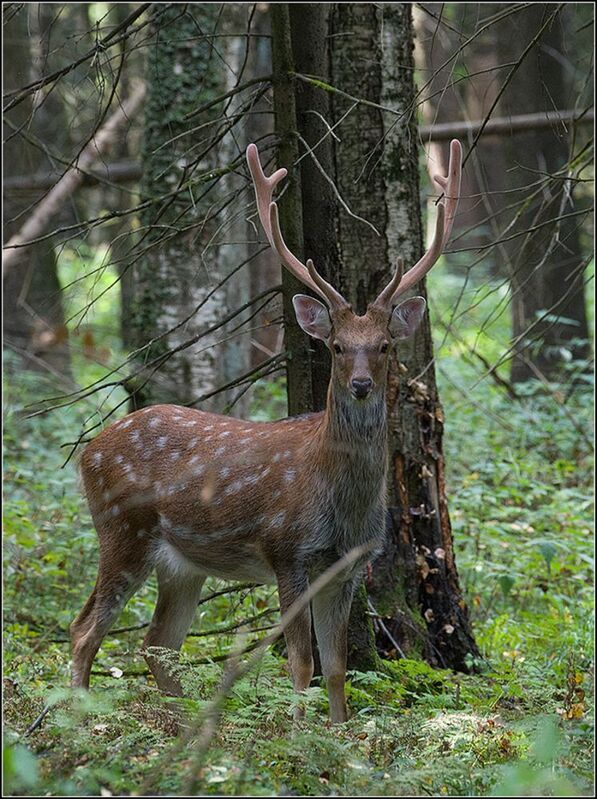 москва, сентябрь, парк, пятнистый олень ***** фото превью
